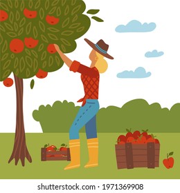 Girl gathering autumn harvest. Woman standing and picking apples concept. Female gardener, farmer cartoon character. Fall fruits crop, produce. Flat vector illustration