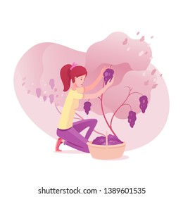Girl gathering grape vector illustration. Wine making process. Female worker cartoon character. Isolated design element. Vineyard flat background drawing. Autumn, fall fruit harvest basket