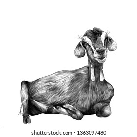 girl goat with dangles from the bottom of the muzzle lies , sketch vector graphics monochrome illustration on white background