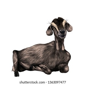 girl goat with hanging from the bottom of the muzzle lies , sketch vector graphics color illustration on white background