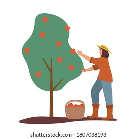 Girl Harvesting Apples. Fruit Tree. Ripe Red Apples Basket .Flat Illustration Vector.Isolated On White Background.Picking Apple.