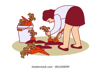 The girl harvests carrots from the garden. Vector illustration.