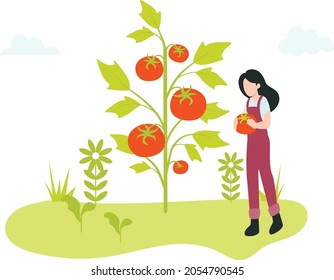 A girl holding a tomato standing near a tomato tree in a garden farm.