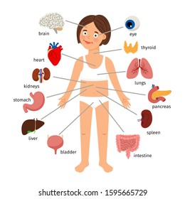 Girl internal organs. Female human internal organs on girl body infographic diagram for childrens education, vector illustration on white background