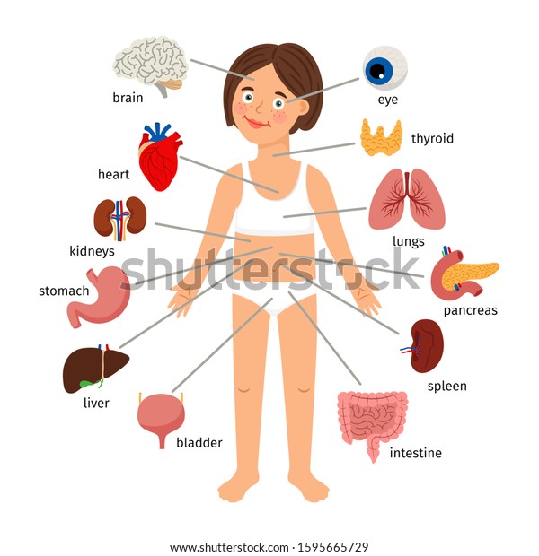 Girl Internal Organs Female Human Internal Stock Vector (Royalty Free ...