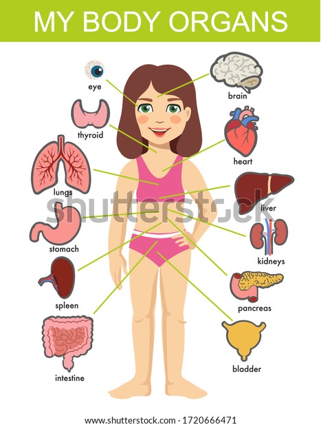 Girl Internal Organs Vector Medical Organs Stock Vector (Royalty Free ...