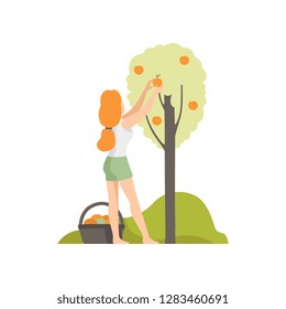 Girl picking apples in the garden, farmer harvesting vector Illustration