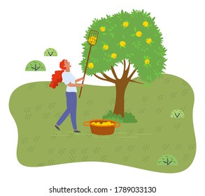 Girl picking fresh yellow apples from branches using fruit collector in garden from apple tree. Fresh organic fruits into a basket full of apples. Gardening works, farming works, isolated illustration