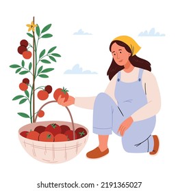 A girl picks tomatoes from a branch.Harvest concept.Hand drawn flat vector illustration isolated on white background.