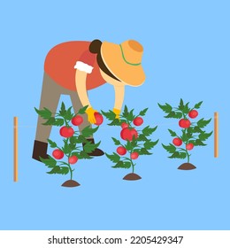 Girl plucks tomatoes from the bushes, illustration, vector