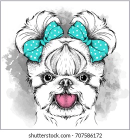 Girl puppy with cute bows. Yorkshire Terrier. Vector illustration