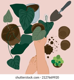 
The girl transplants flowers, illustration illustration from above. Indoor plants in vector. Landscaping at home. Urban jungle  illustration.