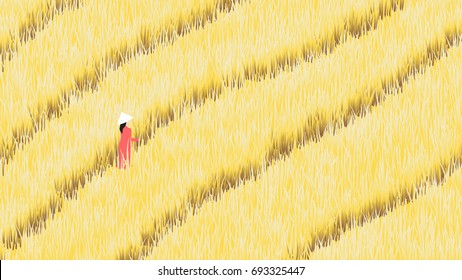 Girl walking in ripe rice field farm