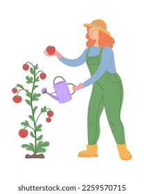 Girl waterning tomatoes. Woman in garden. Grow your garden and eat local. Fresh vegetables.