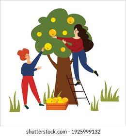 girls harvest apples. good harvest of yellow apples