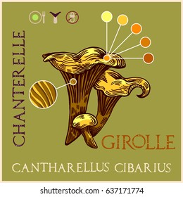 Girolle in engraved style. Subscribed with characteristics and several titles. Vector illustration with infographic elements and lettering.