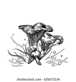 Girolle mushroom with grass on background in engraved style. Vector illustration.