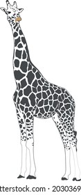 girrafe outline with spots, realistic silhouette vector isolated on white background, design for posters, cards, print, textiles