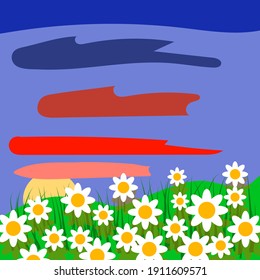 glade of daisies at sunset