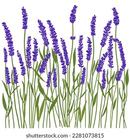 Glade de flores moradas de primavera. Fondo con flores azules brillantes. Ilustración de flores en un prado.