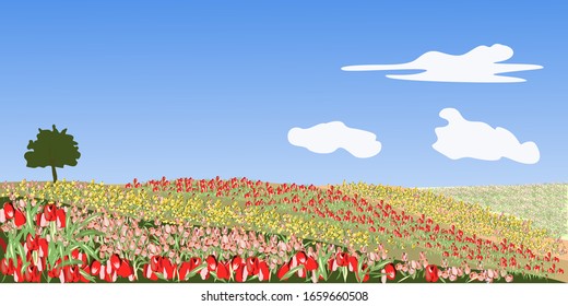 Glade with tulips of different colors