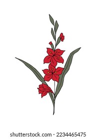 Gladiolus - August birth month flower colorful vector illustration. Hand drawn design for tattoo, logo, cards, invitations. Colored outline sketch drawing Isolated on white background.