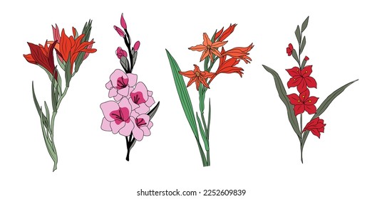 Gladiolus August birth month flower colorful vector illustration. Modern minimalist hand drawn design for logo, tattoo, packaging, card, wall art, poster. Colored line art isolated on white background