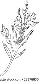 gladiolus birth flower vector illustration, beautiful gladiolus flower bouquet, hand-drawn coloring pages gladiolus flower drawing of artistic, engraved ink art, birth flower tattoo designs