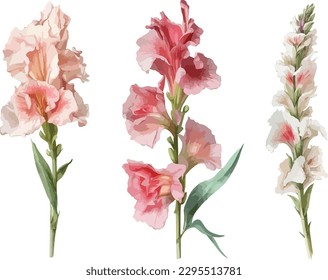 Gladiolus clipart, isolated vector illustration.