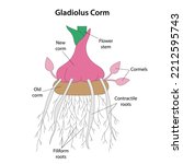 Gladiolus Corm, bulbo-tuber, or bulbotuber. Vector illustration.