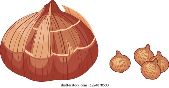 Gladiolus corm isolated on white background