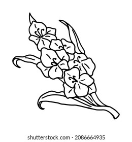 Gladiolus flower in doodle style. Coloring pages. Isolated vector.