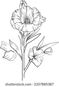  gladiolus  flower drawing.hand-drawn flower with leaves gladiolus august birth flower drawing, outline gladiolus drawing, tattoo gladiolus flower drawing