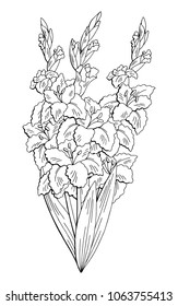Gladiolus flower graphic black white isolated bouquet sketch illustration vector