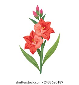 Gladiolus Flower Illustration on White Background