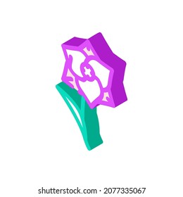 gladiolus flower isometric icon vector. gladiolus flower sign. isolated symbol illustration