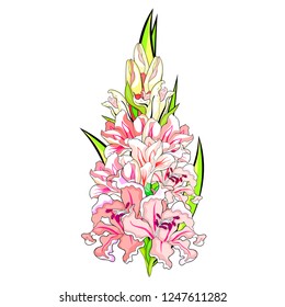 Gladiolus Vector Images Stock Photos Vectors Shutterstock