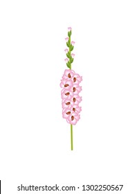 Gladiolus flower on white background