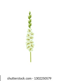 Gladiolus flower on white background