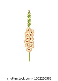 Gladiolus flower on white background