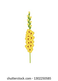 Gladiolus flower on white background