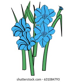 Gladiolus, flower, plant, white background