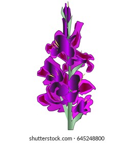 Gladiolus flower vector EPS10
