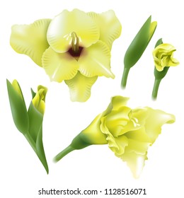 Gladiolus flowers isolated on white background