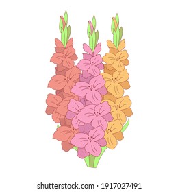 Gladiolus flowers Vector illustration for design. Tropical flowers