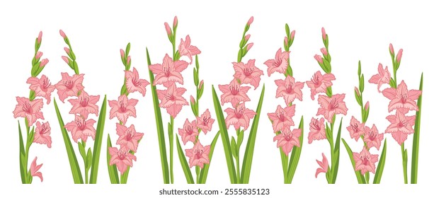 Gladiolus, garden flower, vector drawing flowering plants at white background, floral element, hand drawn botanical illustration