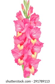 Gladiolus hand painted illustration. Gladiolus can be used as  invitation card for Glad Show or  garden show. 