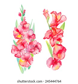 Gladiolus. Isolated flowers. Vector tropical flowers for your design.