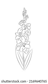 Gladiolus line art August month birth flower vector art illustration isolated. Monochrome  ink style hand drawn outline floral sketch. Trendy minimalist design perfect for  jewelry, tattoo, wall art.