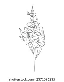 Gladiolus Line Art. Gladiolus outline Illustration. August Birth Month Flower. Gladiolus  outline isolated on white. Hand painted line art botanical illustration.